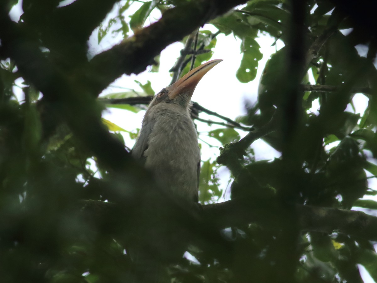 Malabar Gray Hornbill - ML641225868