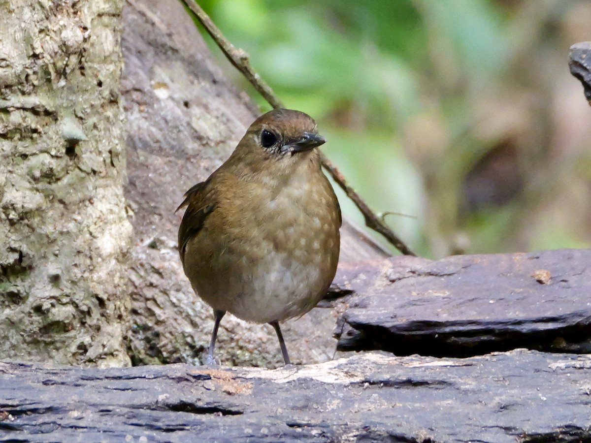 Lesser Shortwing - ML641225874