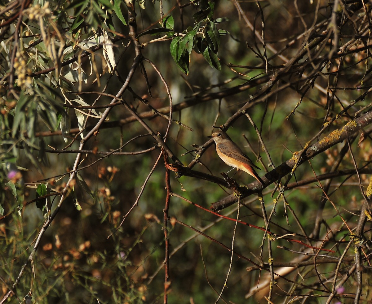 Common Redstart - ML641225876