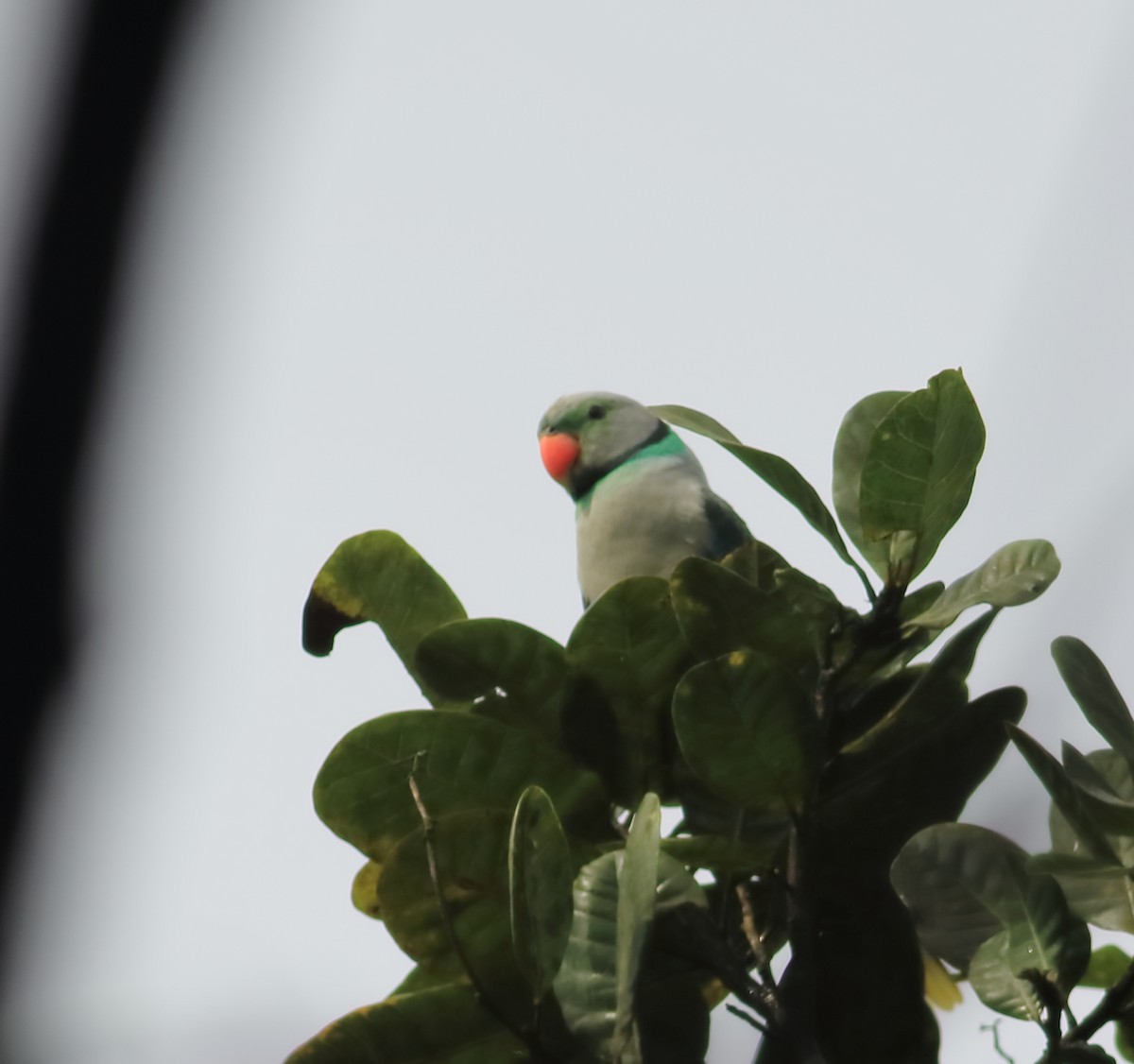 Malabar Parakeet - ML641225911
