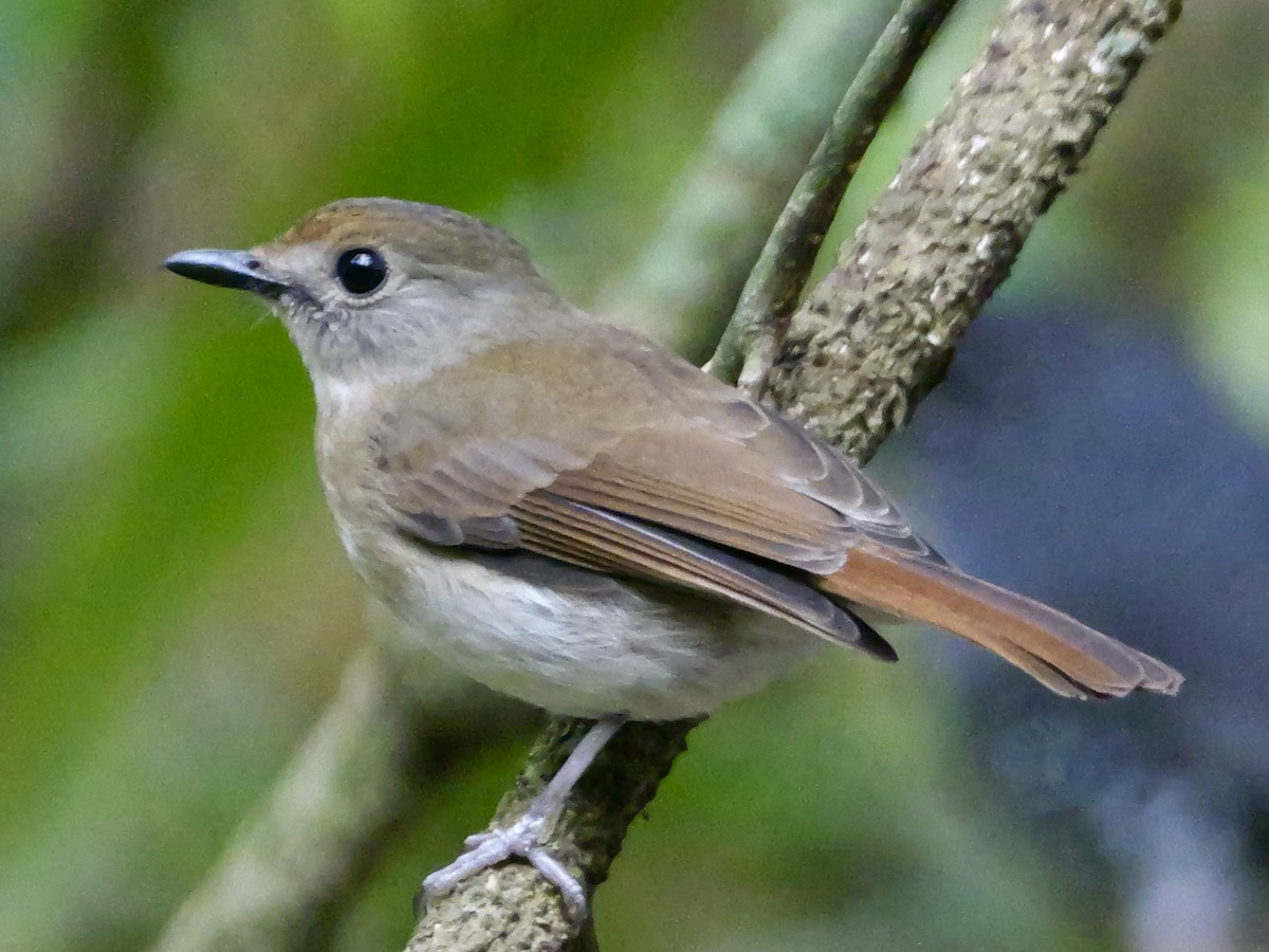 Fulvous-chested Jungle Flycatcher - ML641225933