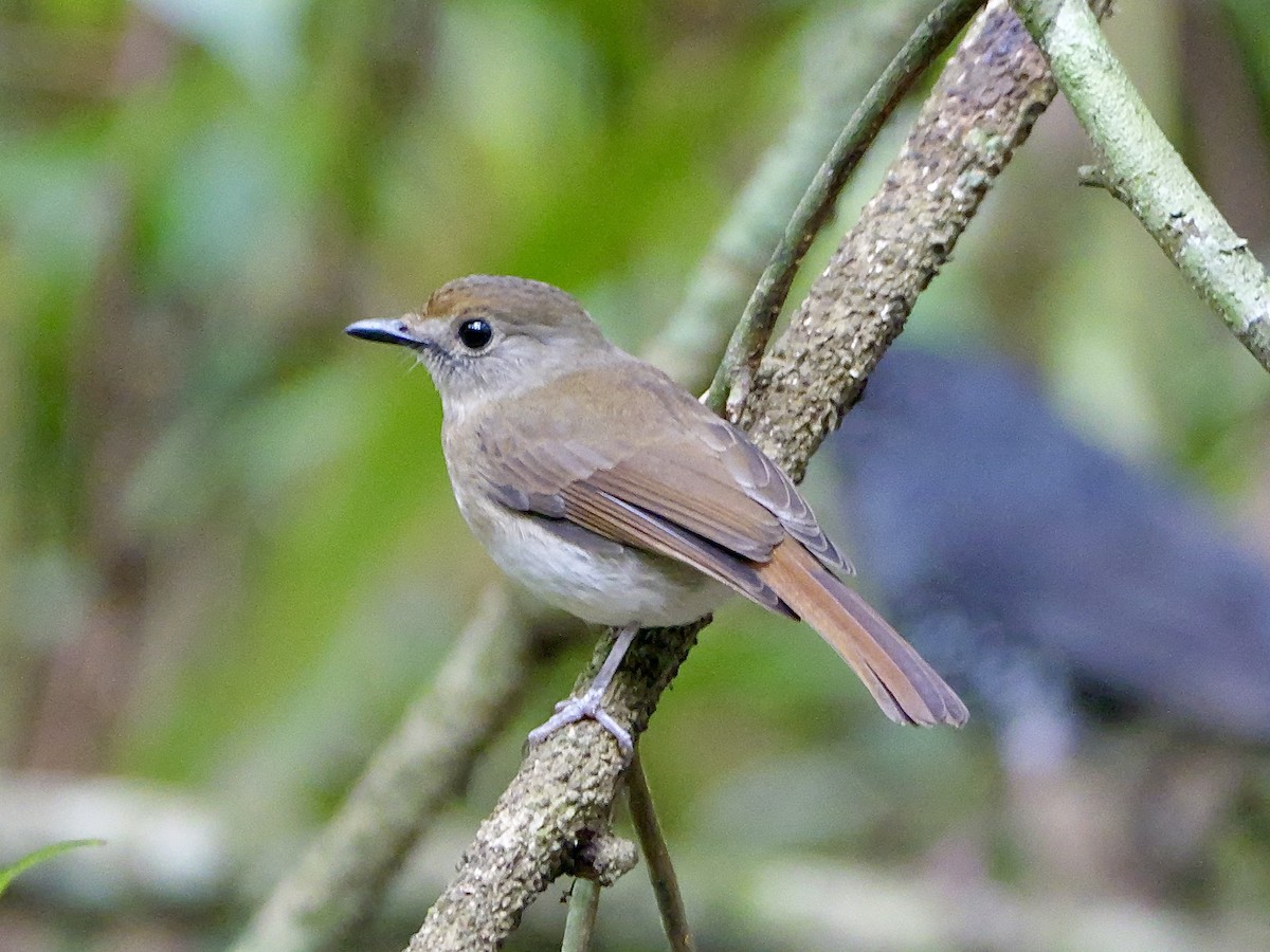Fulvous-chested Jungle Flycatcher - ML641225934