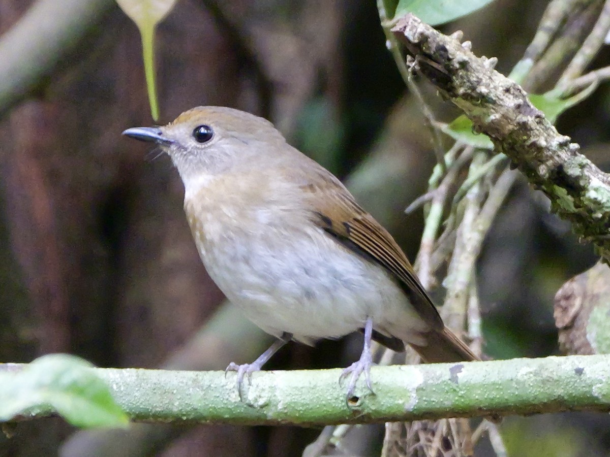 Fulvous-chested Jungle Flycatcher - ML641225936