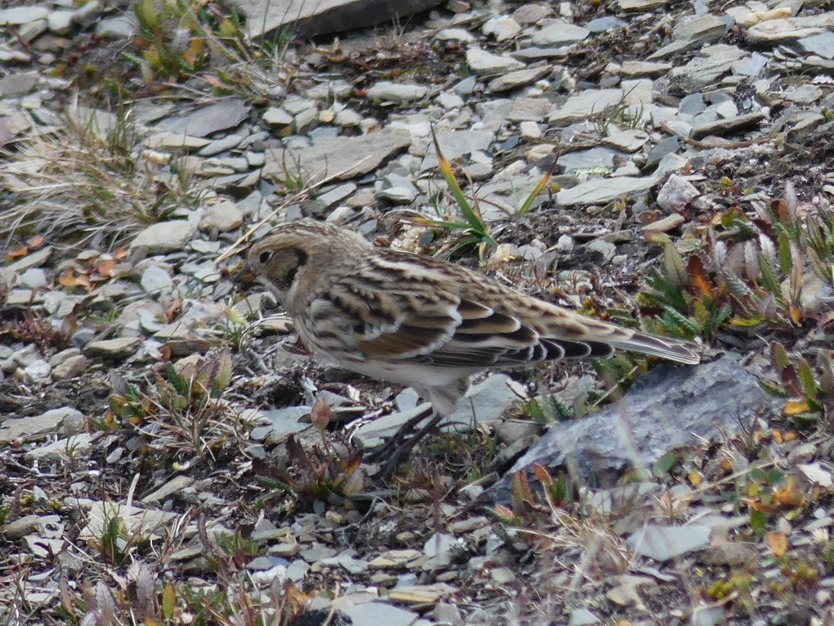 Lapland Longspur - ML641225971