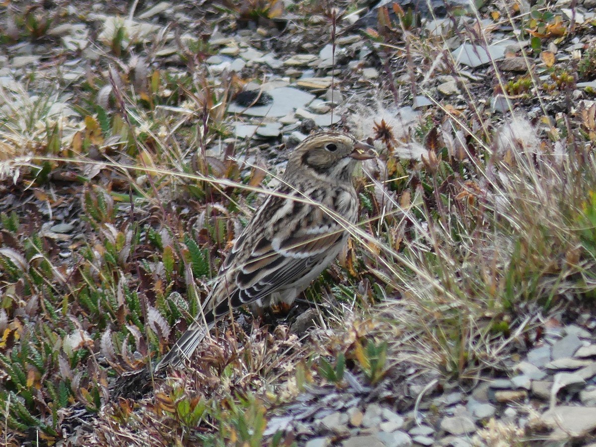 Lapland Longspur - ML641225972