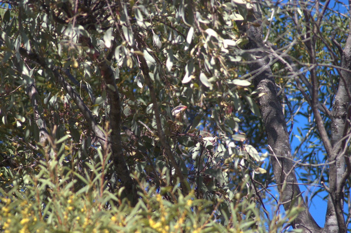 Spiny-cheeked Honeyeater - ML641226033