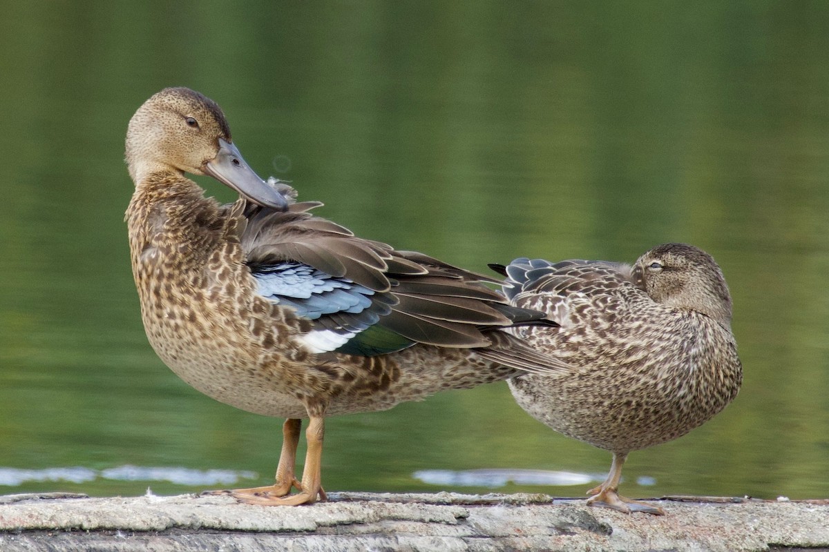 Cinnamon Teal - ML641226043