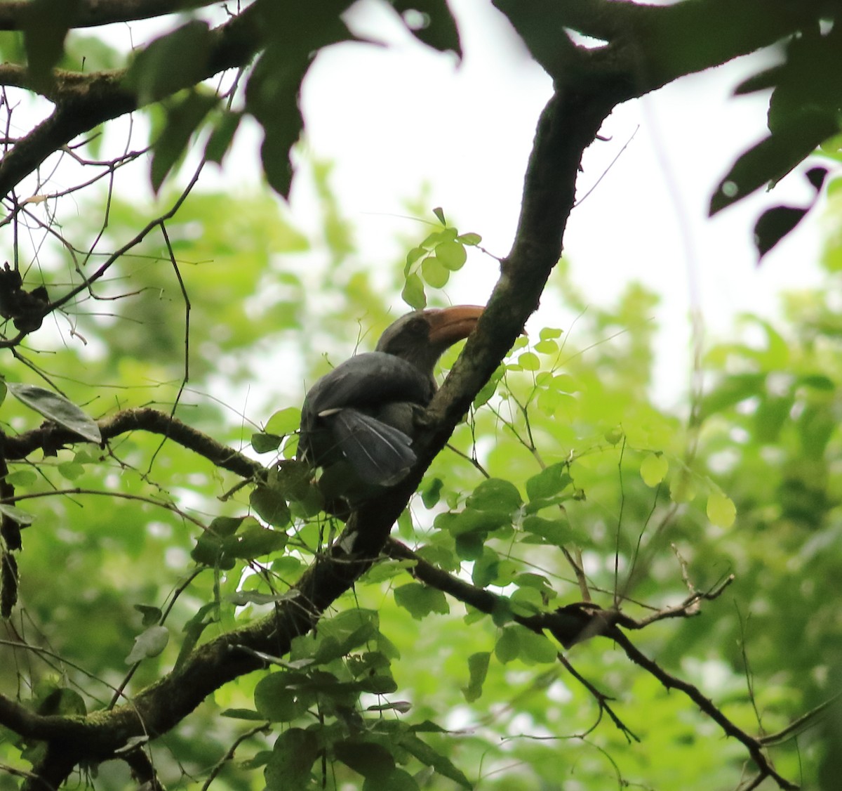 Malabar Gray Hornbill - ML641226044