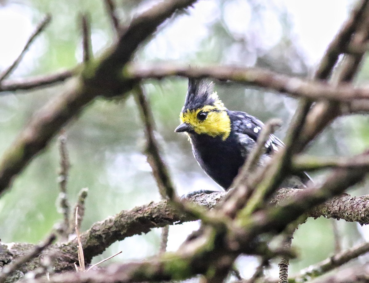 Yellow-cheeked Tit - ML641226081