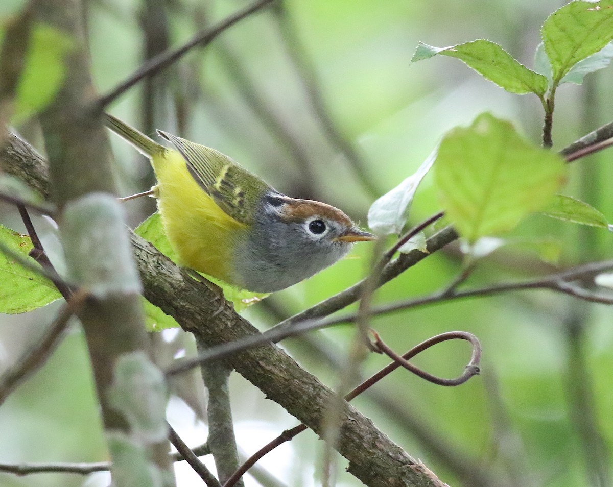 Chestnut-crowned Warbler - ML641226099