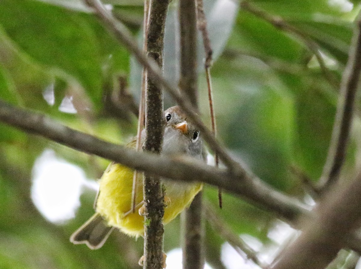 Chestnut-crowned Warbler - ML641226100