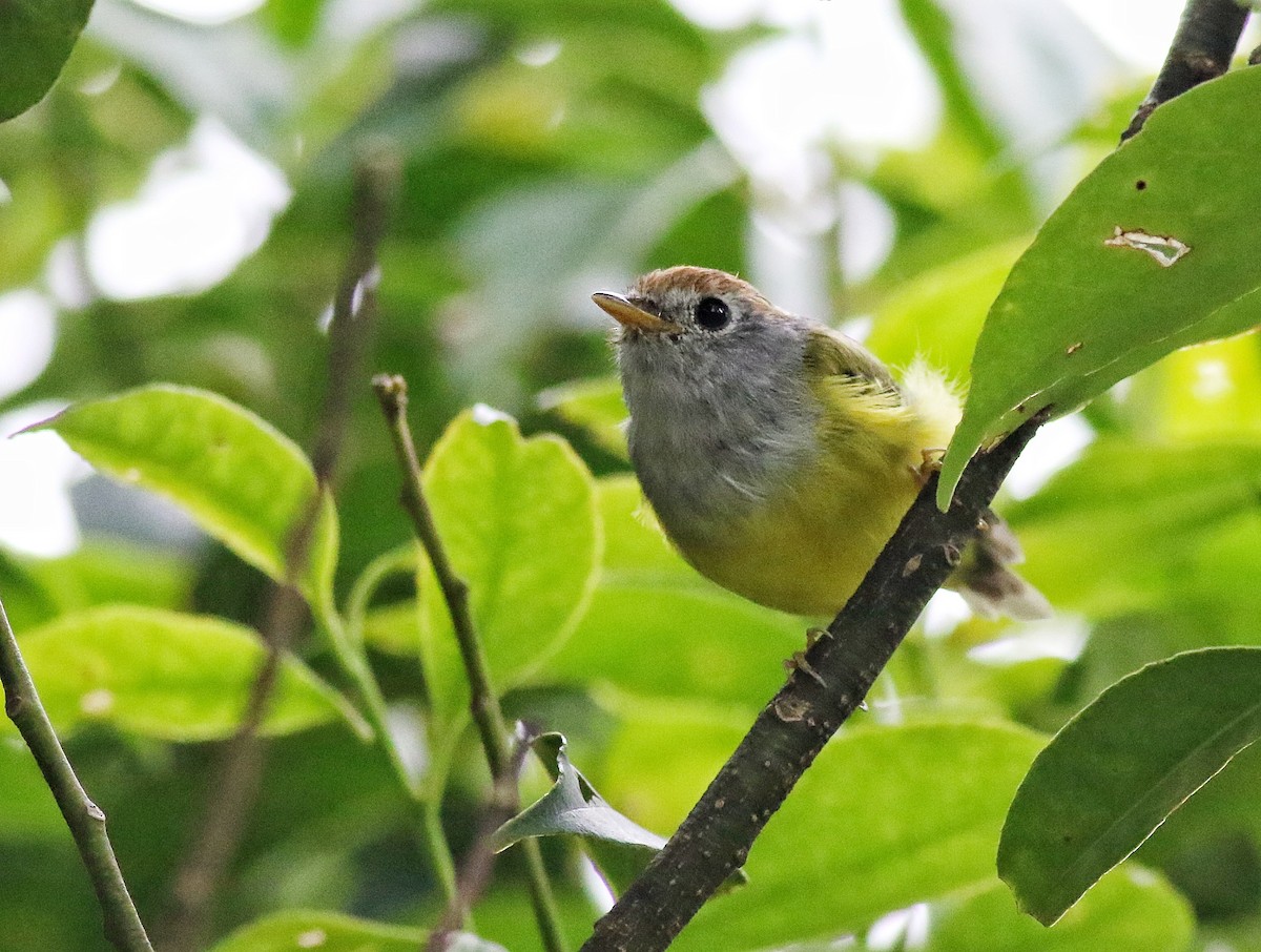 Chestnut-crowned Warbler - ML641226101