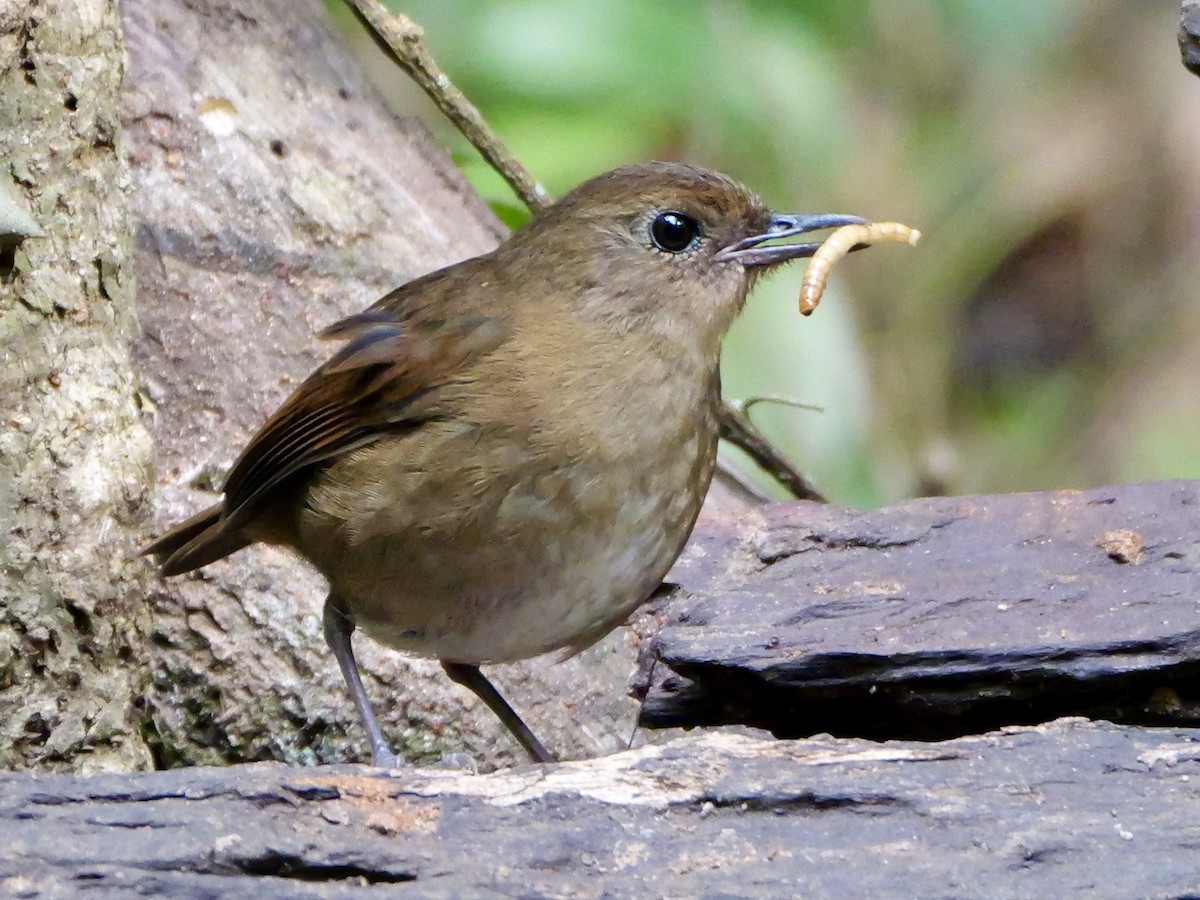 Lesser Shortwing - ML641226102