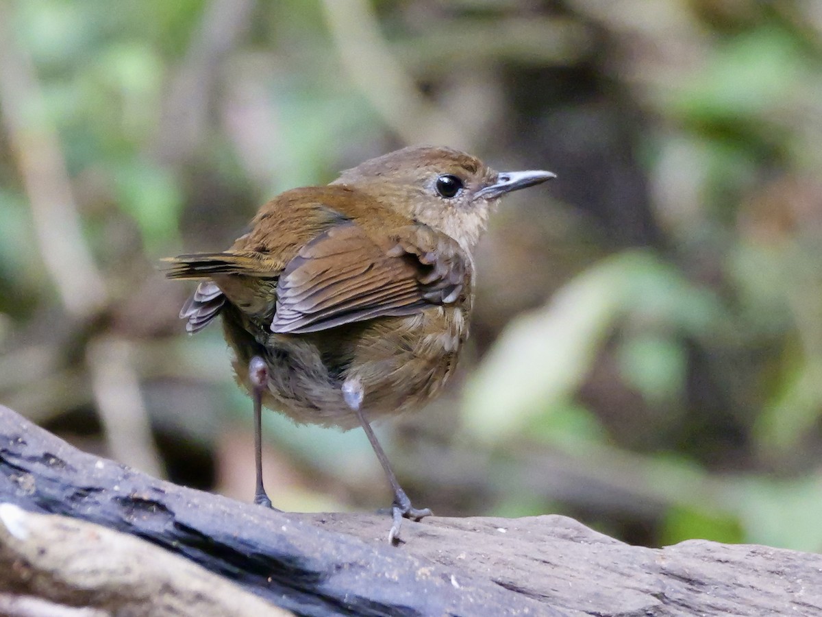 Lesser Shortwing - ML641226104