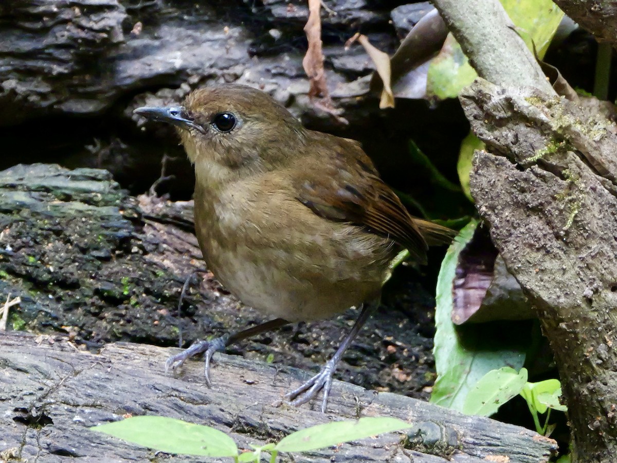 Lesser Shortwing - ML641226105