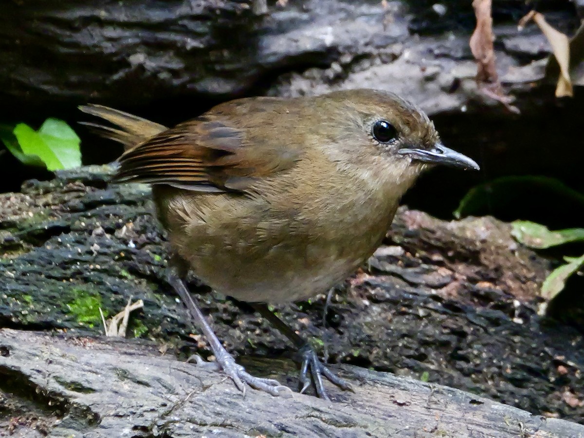 Lesser Shortwing - ML641226108