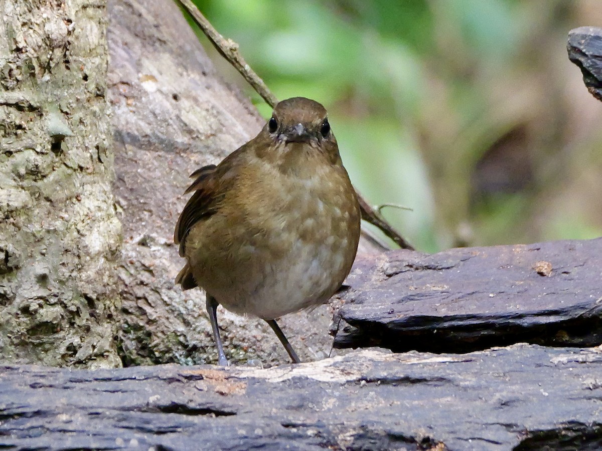 Lesser Shortwing - ML641226109