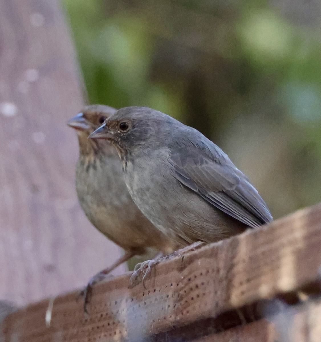 California Towhee - ML641226119