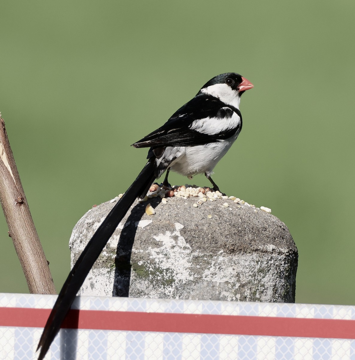 Pin-tailed Whydah - ML641226137
