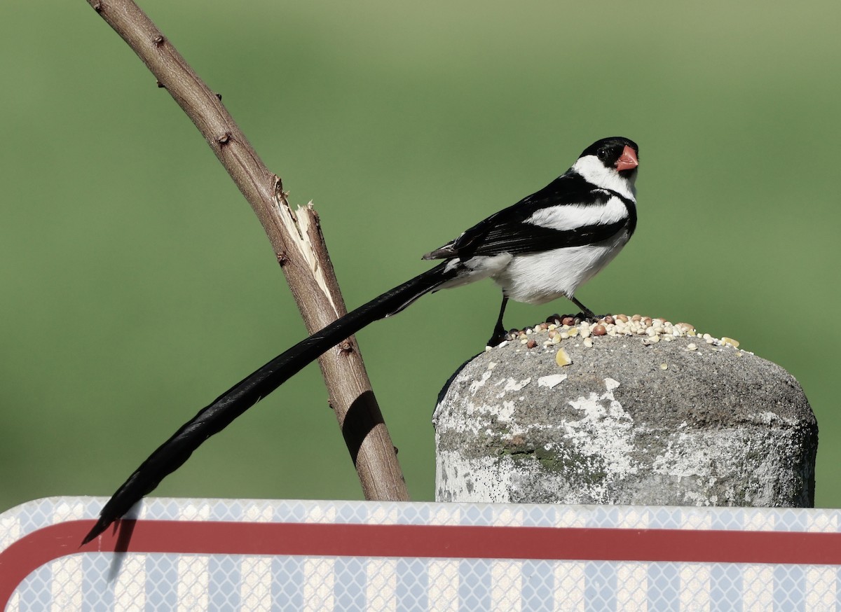 Pin-tailed Whydah - ML641226139