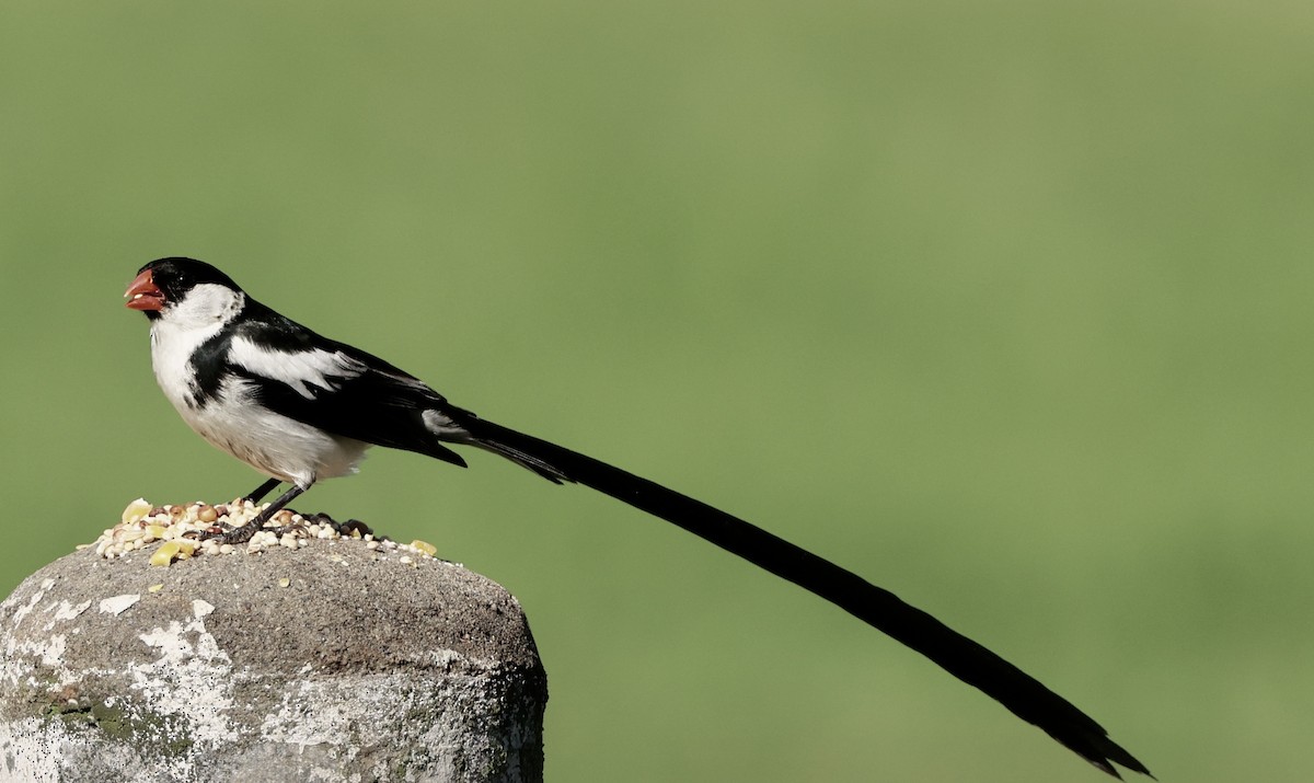 Pin-tailed Whydah - ML641226142