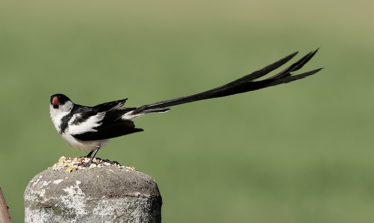 Pin-tailed Whydah - ML641226143