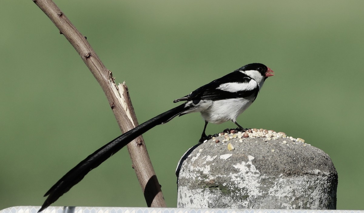 Pin-tailed Whydah - ML641226144