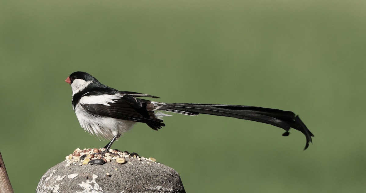 Pin-tailed Whydah - ML641226146
