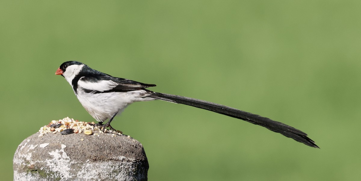Pin-tailed Whydah - ML641226147