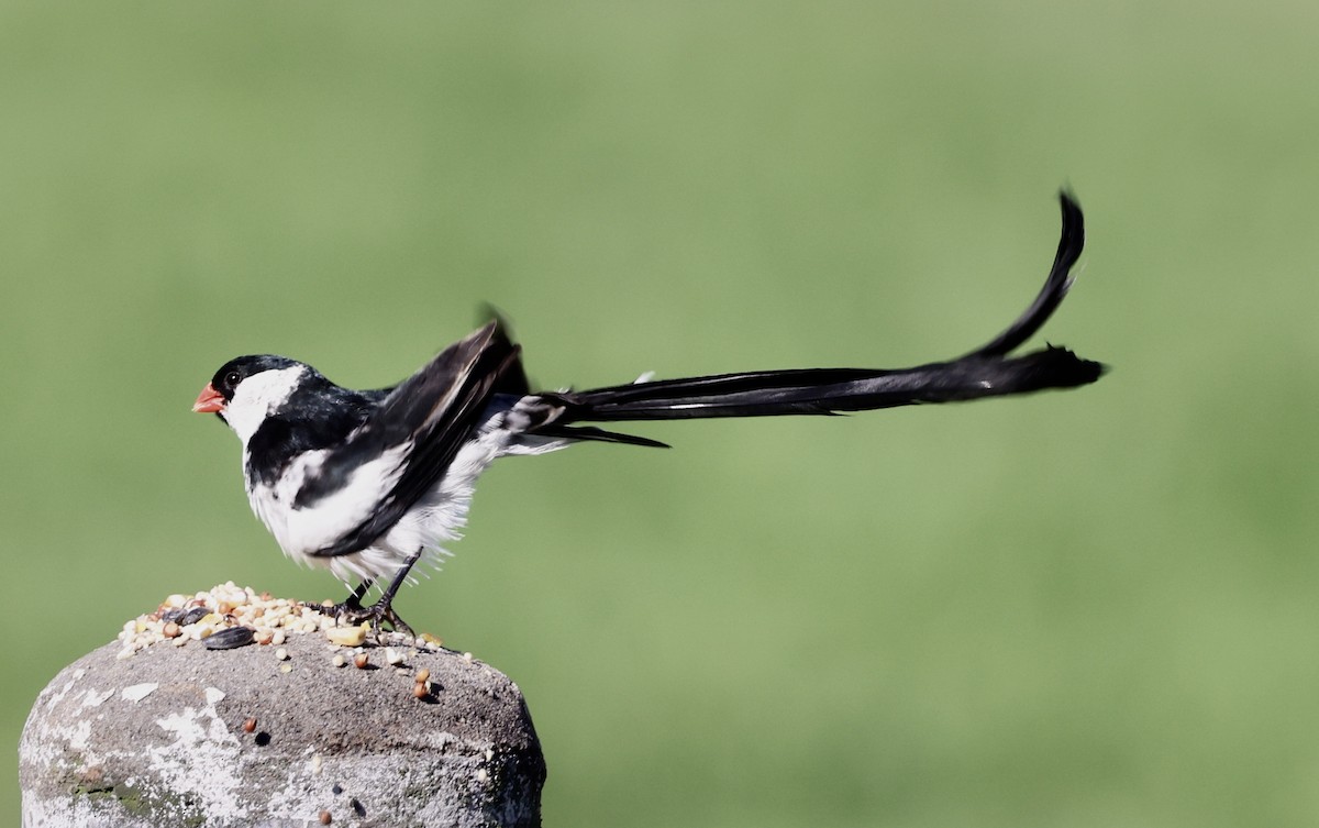 Pin-tailed Whydah - ML641226148