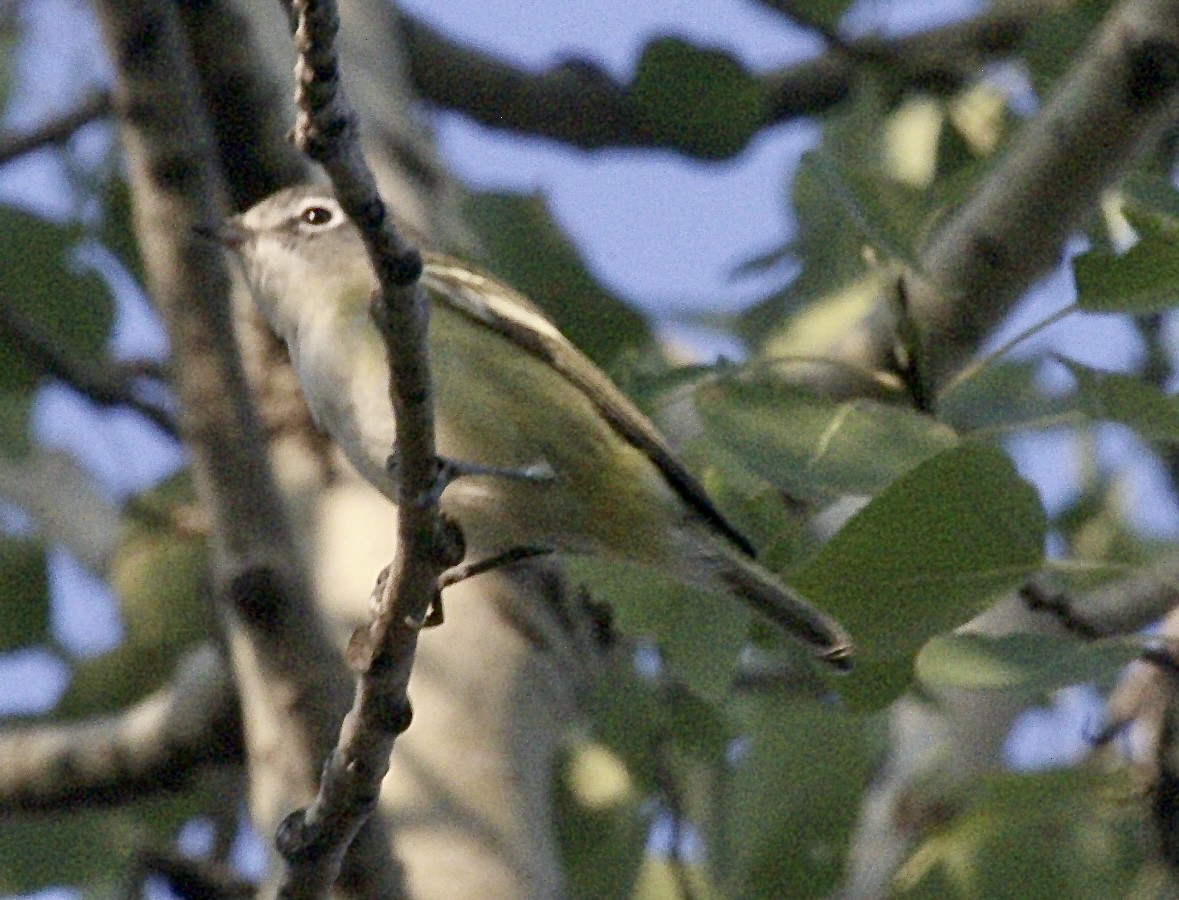 Blue-headed Vireo - ML641226163