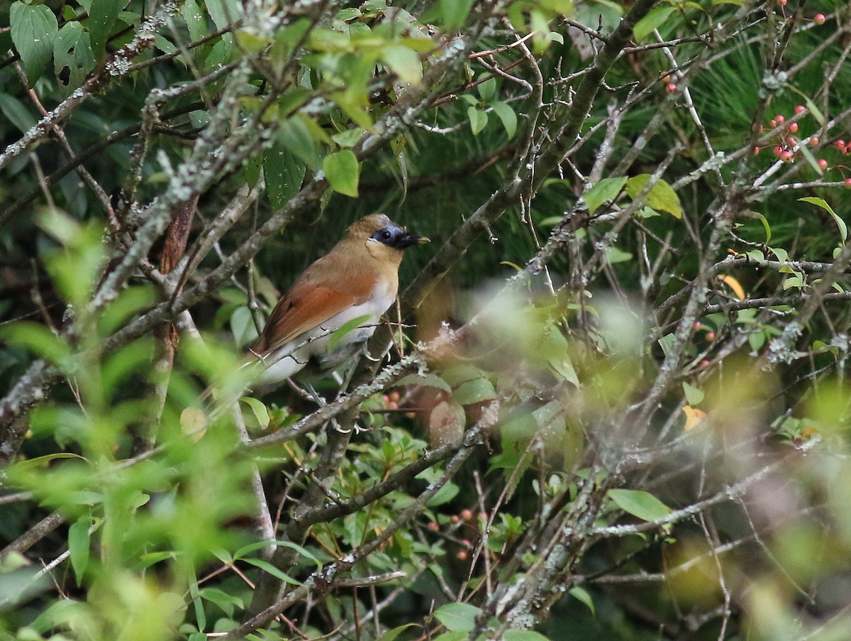 Buffy Laughingthrush - ML641226179