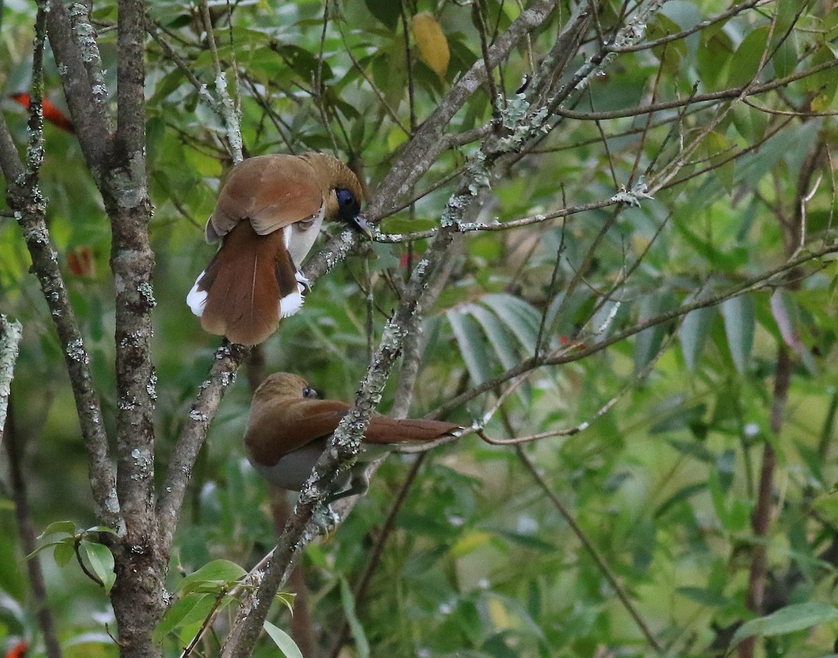 Buffy Laughingthrush - ML641226180
