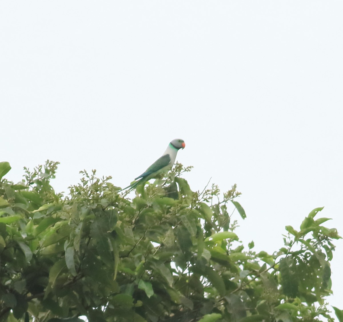 Malabar Parakeet - ML641226215