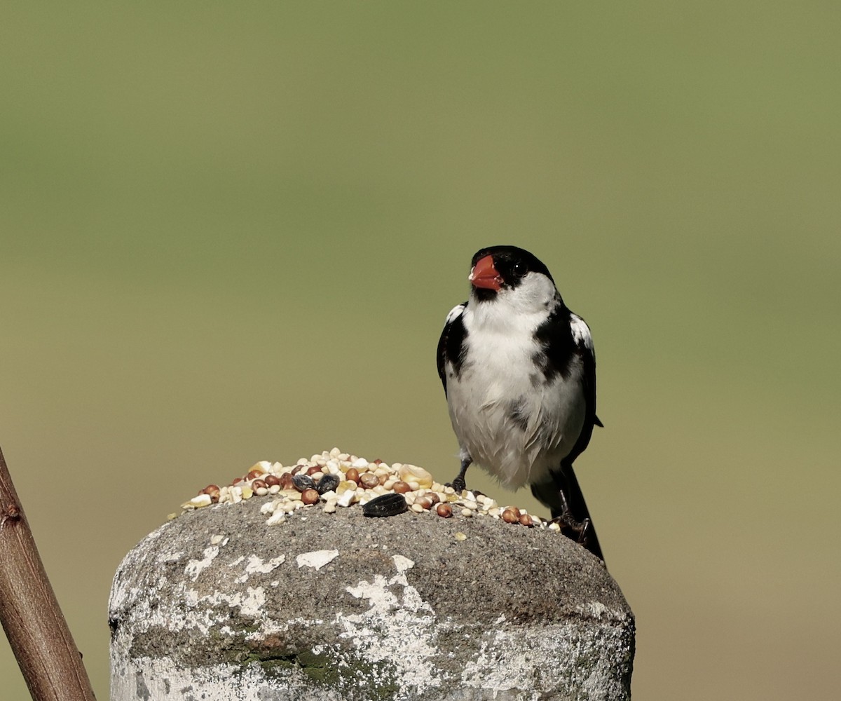 Pin-tailed Whydah - ML641226221