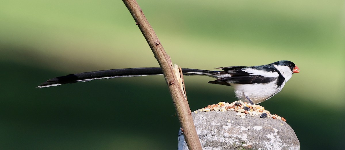 Pin-tailed Whydah - ML641226223
