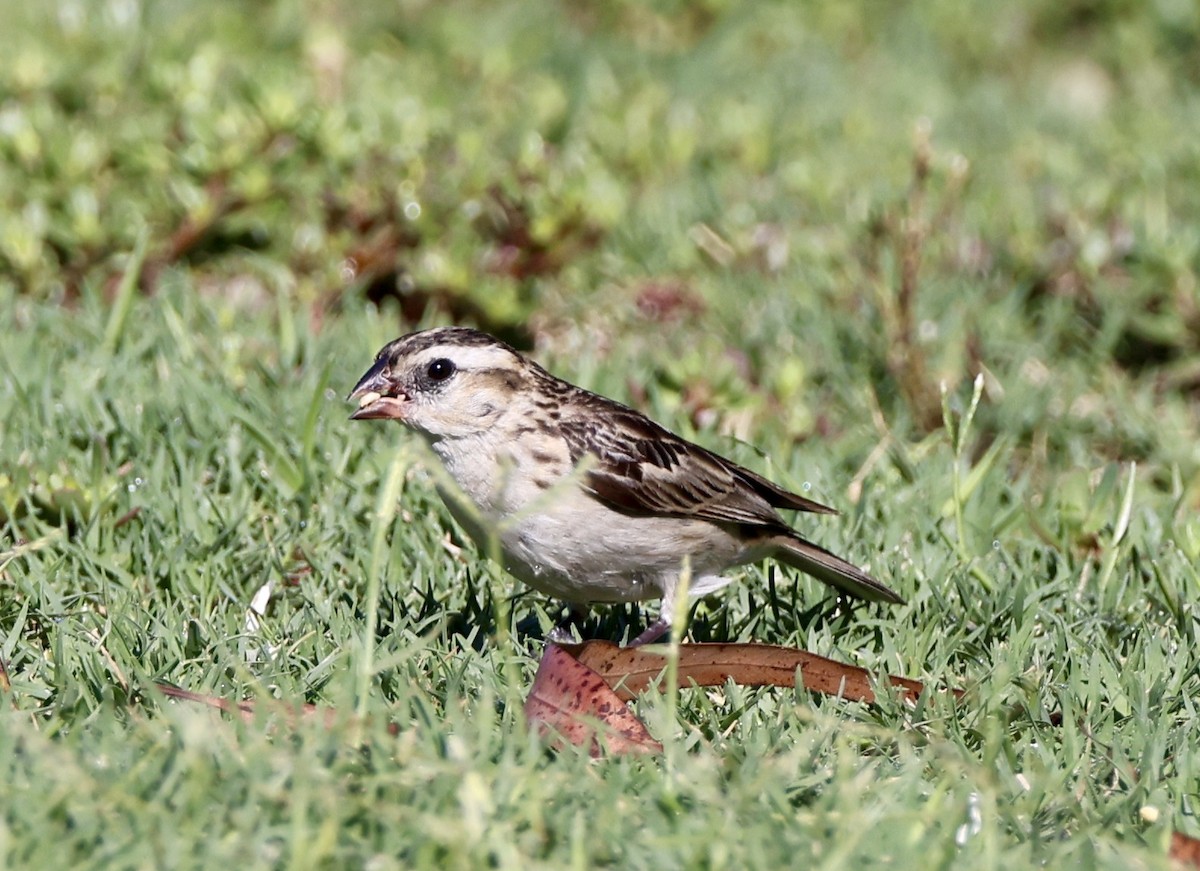 Pin-tailed Whydah - ML641226224