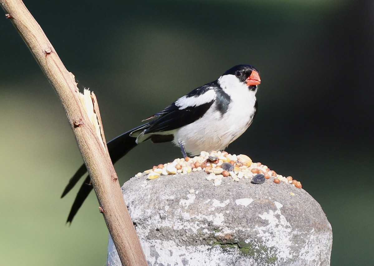 Pin-tailed Whydah - ML641226226