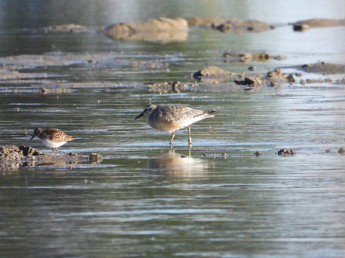 Red Knot - ML641226240
