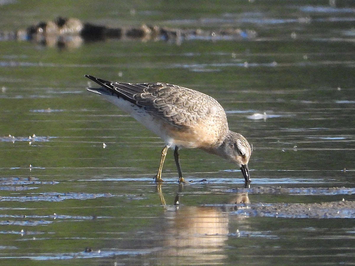 Red Knot - ML641226243