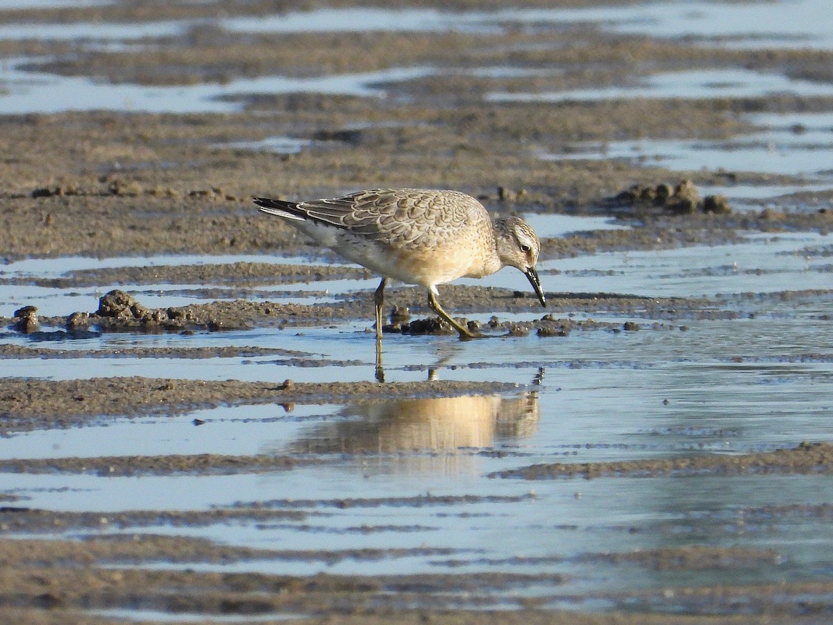 Red Knot - ML641226244