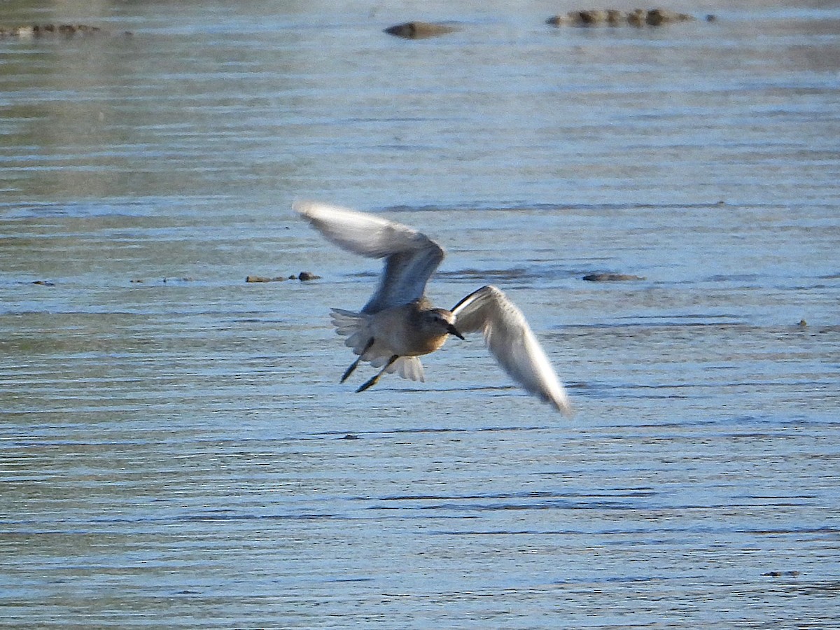 Red Knot - ML641226245