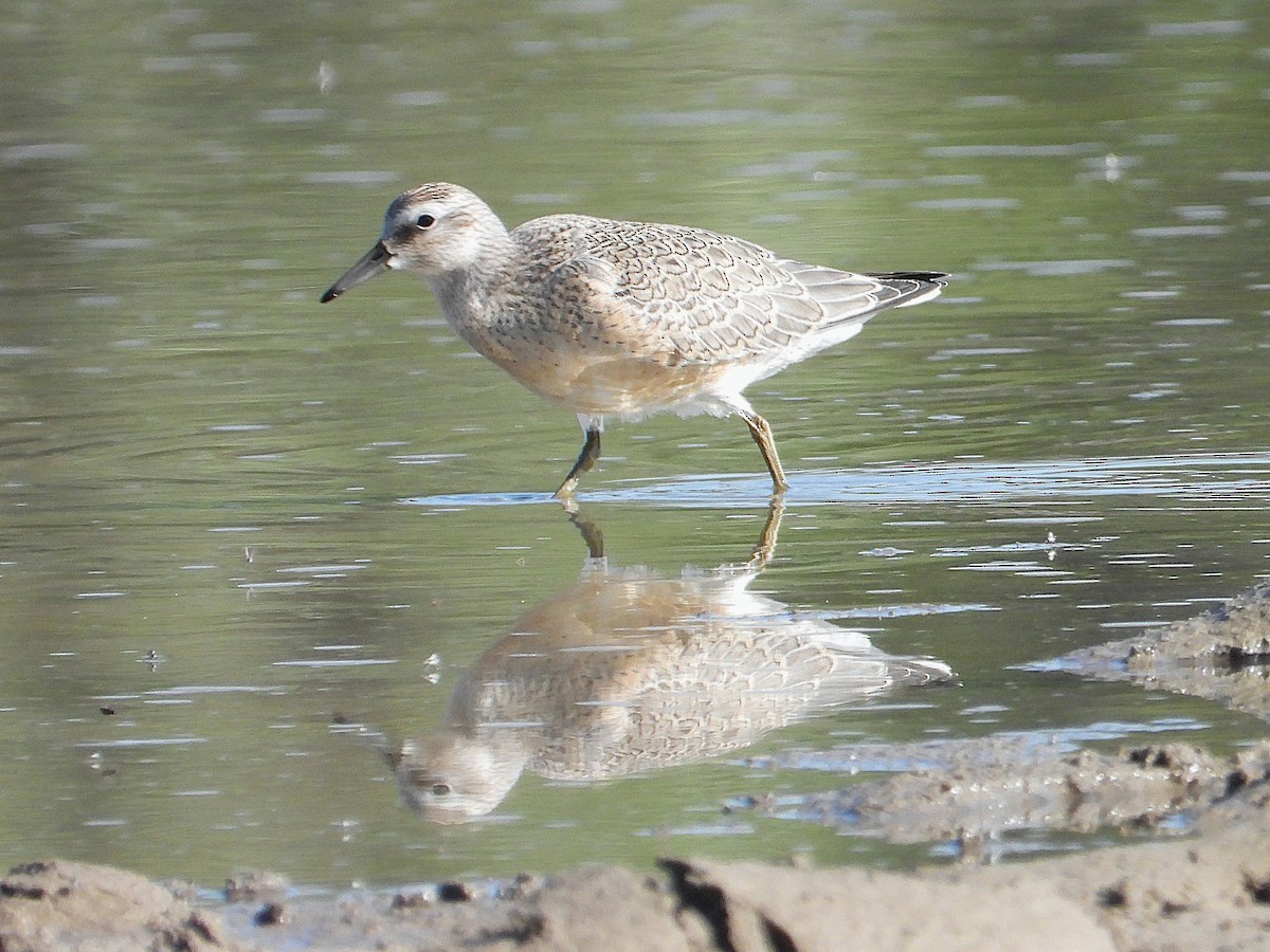 Red Knot - ML641226248