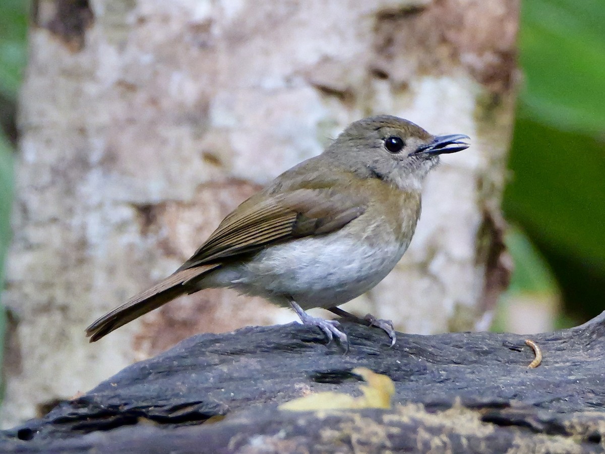 Fulvous-chested Jungle Flycatcher - ML641226256