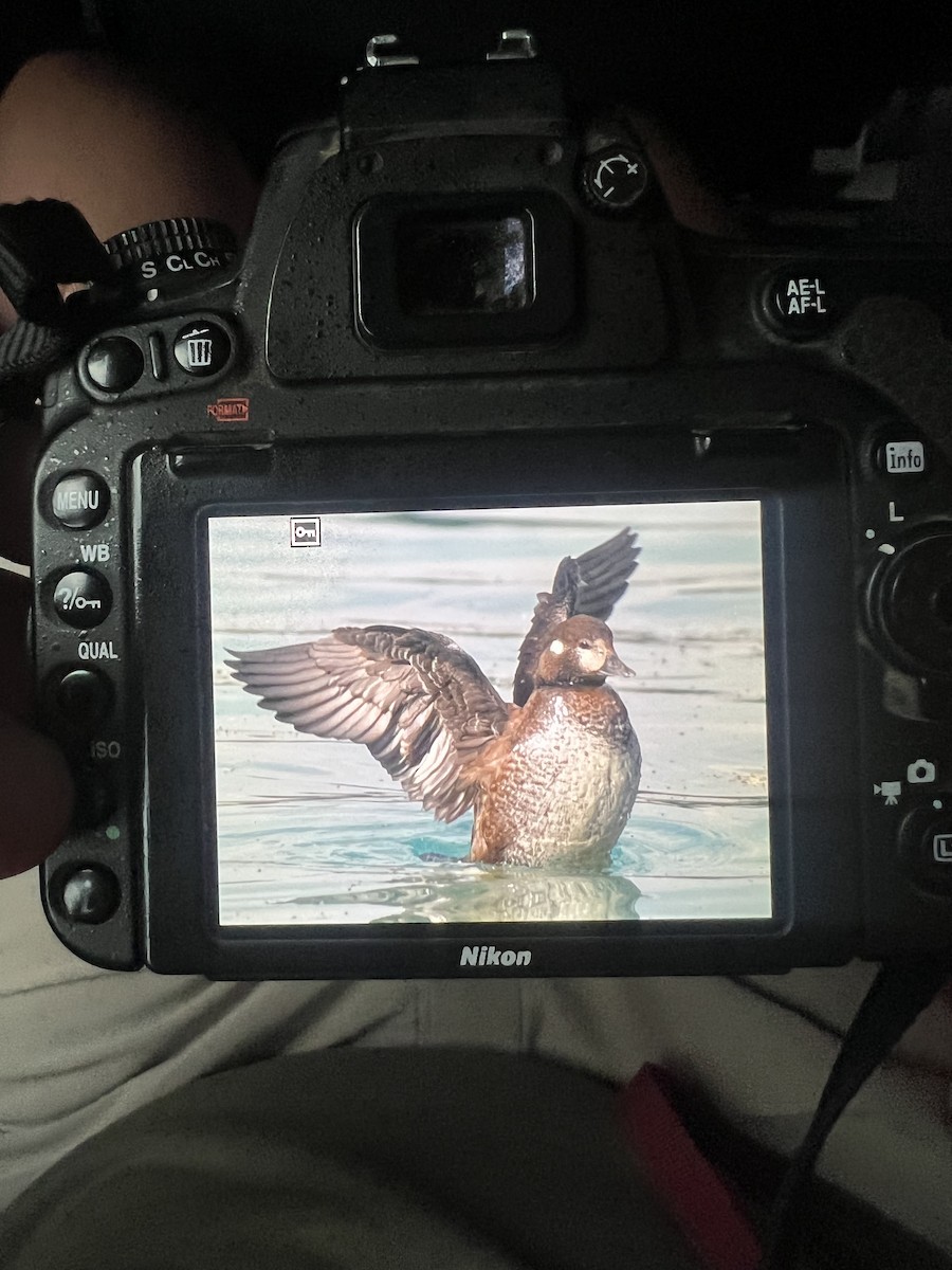 Harlequin Duck - ML641226259