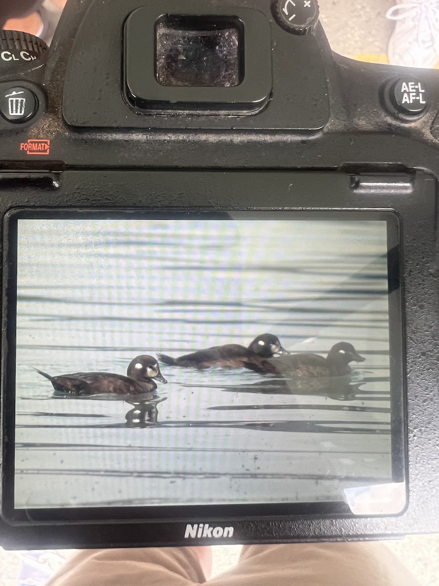 Harlequin Duck - ML641226260