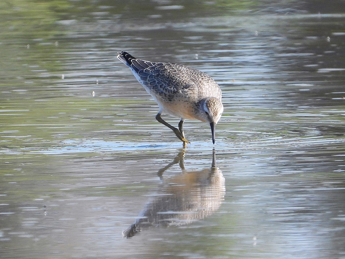 Red Knot - ML641226262
