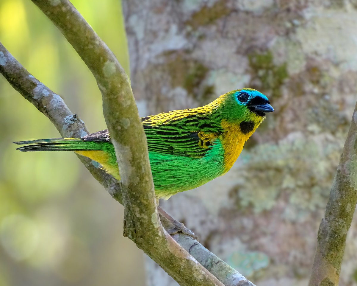 Brassy-breasted Tanager - ML641226276
