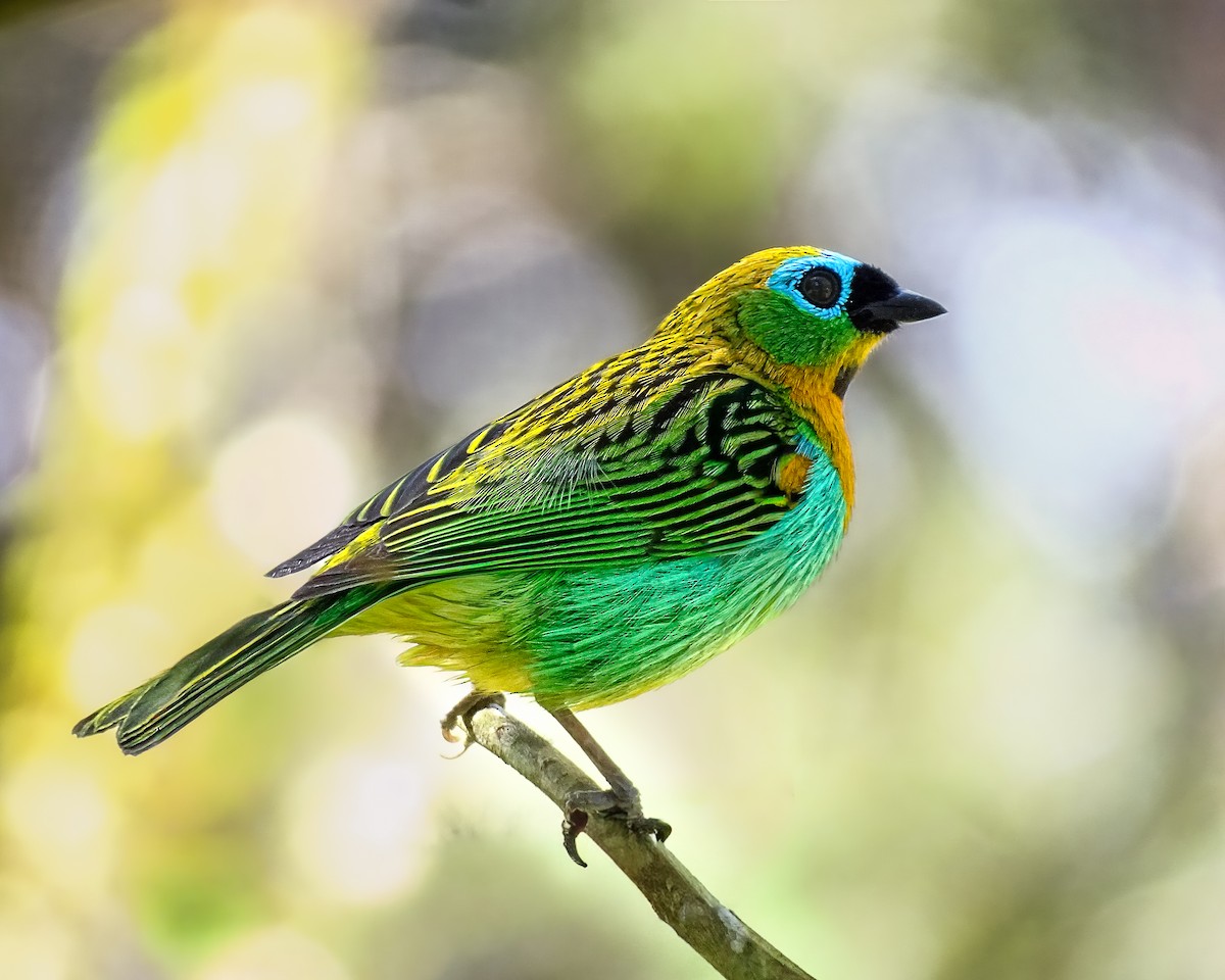 Brassy-breasted Tanager - ML641226277