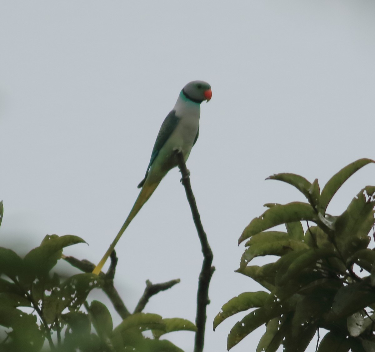 Malabar Parakeet - ML641226279